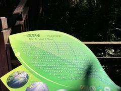 -西双版纳原始森林公园