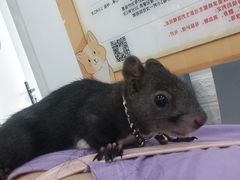 -特一安24小时宠物医院·骨科·中兽医