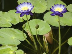 -国家植物园南园