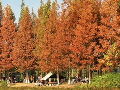 -白鹭湾湿地公园