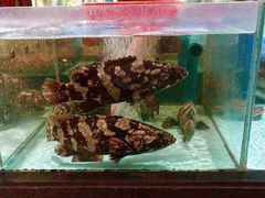 -阿伟海鲜楼·福建菜(延寿店)