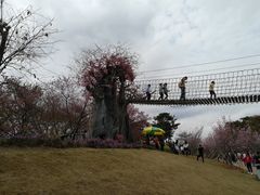 -天适樱花悠乐园