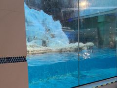 -帝企鹅自助餐厅•儿童岛•真企鹅(长隆企鹅酒店)