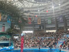 -海合安成都极地海洋公园