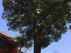 -少华山国家森林公园