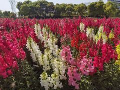 -春花秋色城市公园