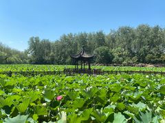 -合肥滨湖国家森林公园