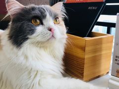 -喵园·猫主题咖啡厅·撸猫·猫咖(国贸店)