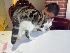 -猫小院猫主题餐厅(南锣旗舰店)