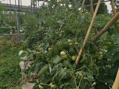 -南汇新场正宗水蜜桃采摘