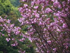 -龙坞茶村