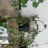 在市六人民医院后面，一条人流量不是很大的柳州路上