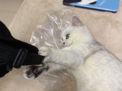 -lincat·猫舍(广州店)