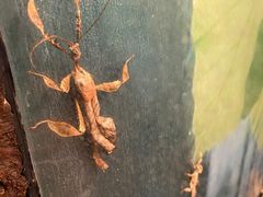 -上海大自然野生昆虫馆(东方明珠·爬宠昆虫探索中心)