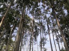 -桉树林A coffee 森林餐厅(三圣乡店)
