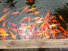 景点-朱家角课植园