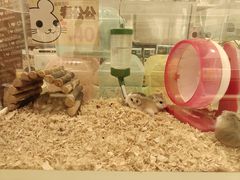 -龙猫仔乐园(惠福东路店)