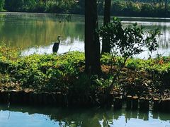-大湾区中央湿地公园