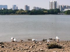 -海珠湖公园