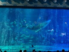 -烟台海昌鲸鲨海洋公园