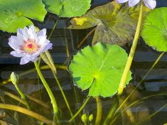 -国家植物园南园