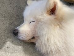 -more than meow吴止猫主题餐厅(承德 中船汇店)