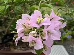 -莲花山公园