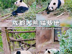 -成都大熊猫繁育研究基地