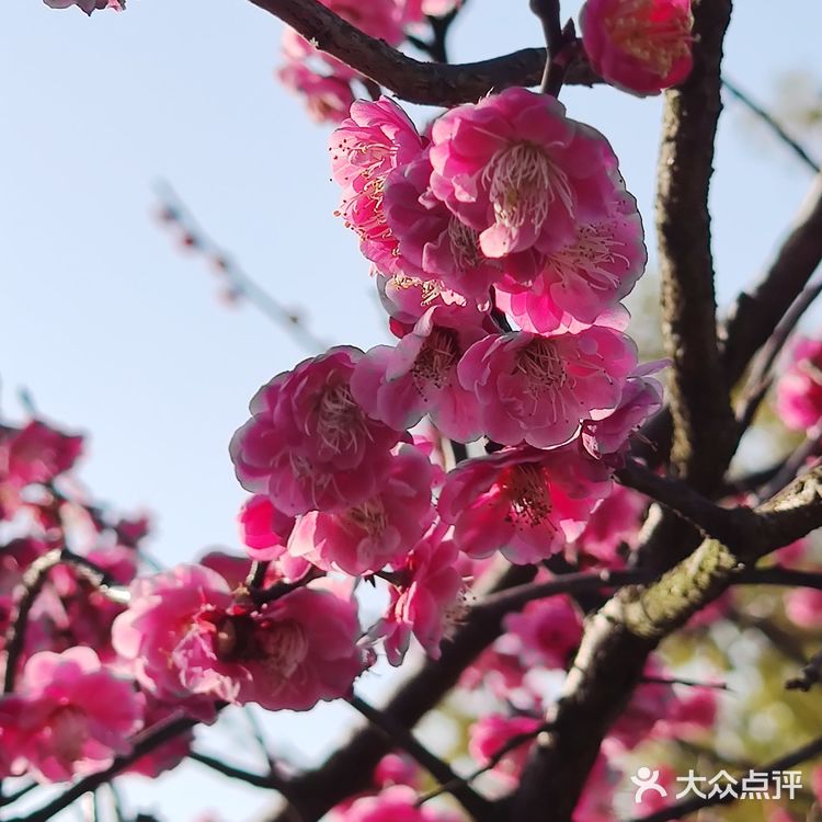 红梅花儿开