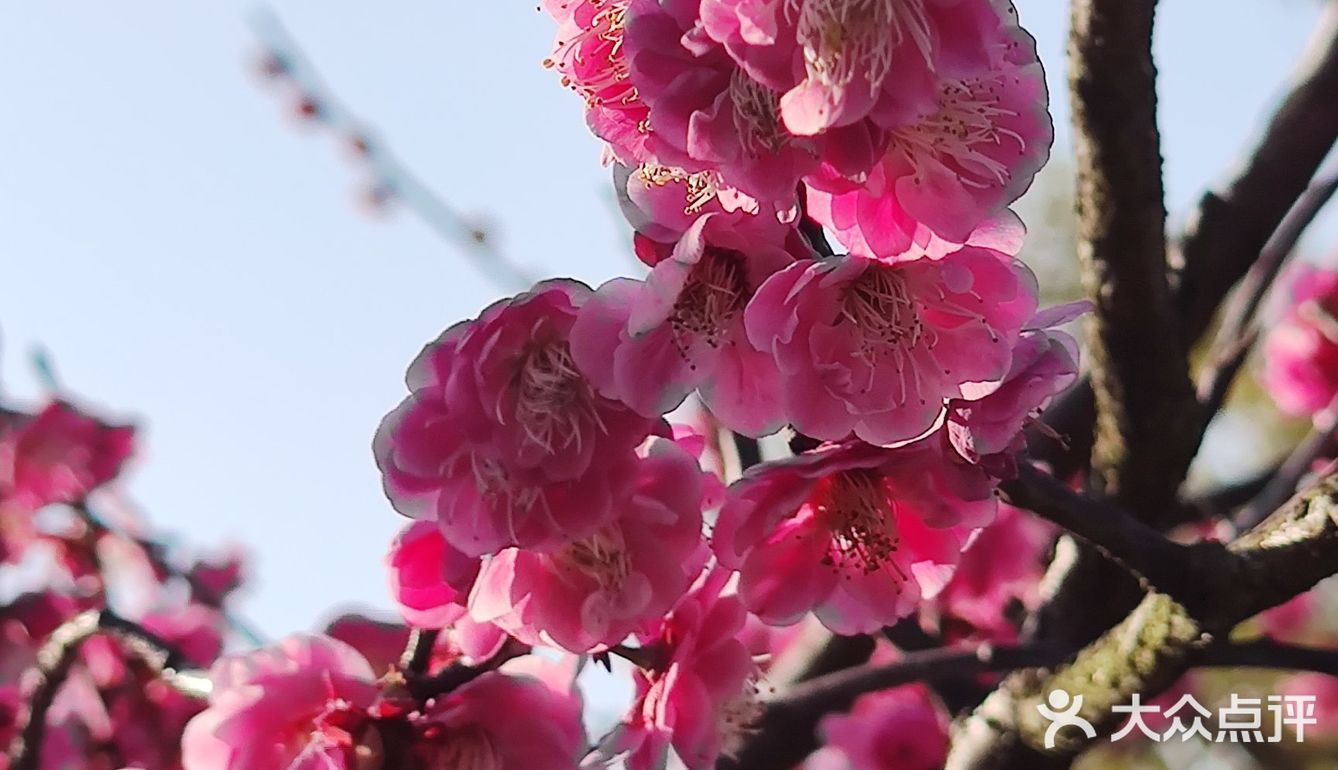 红梅花儿开
