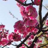 红梅花儿开