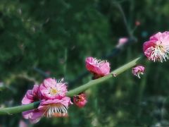 -莘庄公园