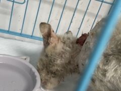 -贝康宠物医院·犬猫全科·小动物特色诊疗中心(东环路店)