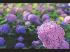 -上海滨江森林公园