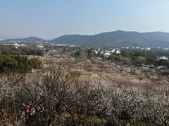 -香雪海
