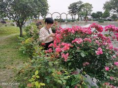 -鹅湖玫瑰文化园