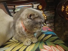 -猫色咖啡·猫咖