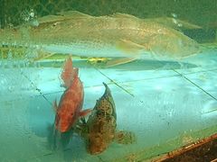 -顺意·顺德家乡菜(国际人才大厦店)