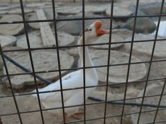 -河北村民俗体验园
