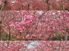 -天适樱花悠乐园