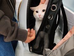 -纳吉亚猫专科动物医院·北北分院