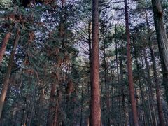-重庆睡佛山森林公园