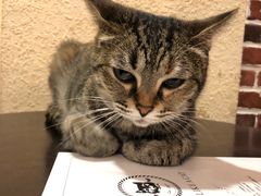 -猫友咖啡店(玉林西路店)