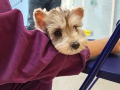 -瑞派福兴宠物医院犬猫全科·骨科·中西医结合(河东店)