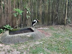 -新加坡飞禽公园