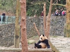 -都江堰中华大熊猫苑