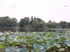 -新江湾城公园