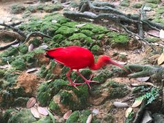 -吉隆坡雀鸟公园