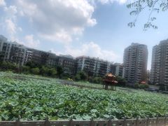 -潘塘公园