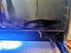 -蛙太牛牛肉海鲜自助火锅(台江万达店)